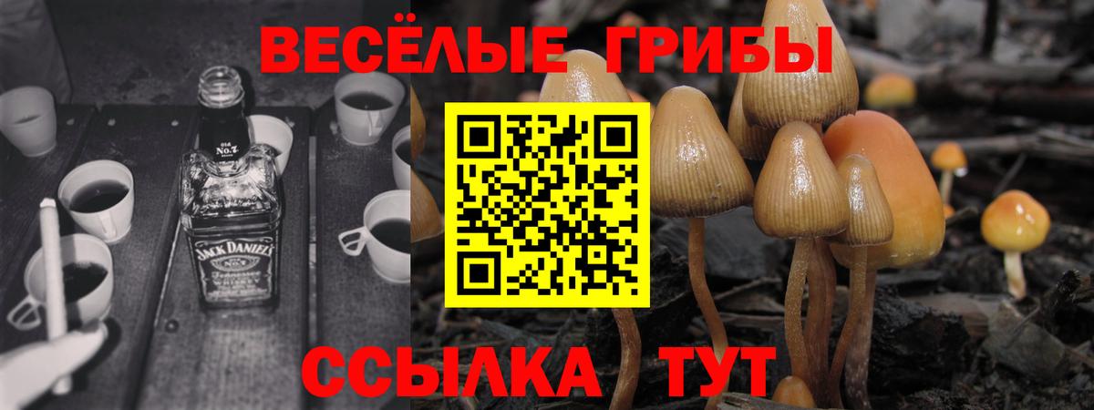 Псилоцибиновые грибы Psilocybe Менделеевск